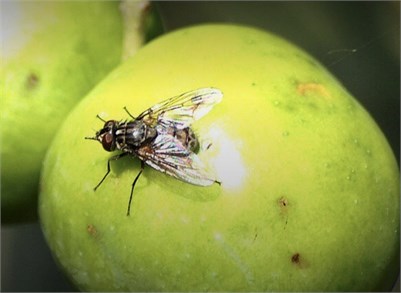Smart System Identifies Olive Fly’s Flutter